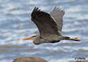 Ardea herodias